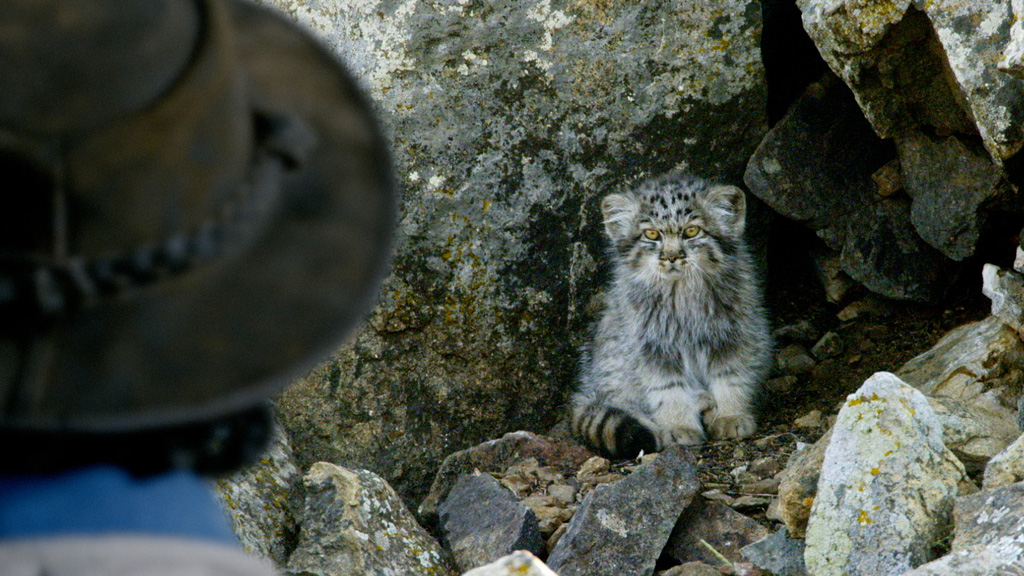Andy's Global Adventures series 2 episode 7 'Andy and the Pallas's Cats' (image: BBC)